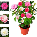 Trandafir Japonez Camellia Tricolor, cu flori roz-alb-rosu - VERDENA-90 cm inaltime, livrat in ghiveci de 5 l