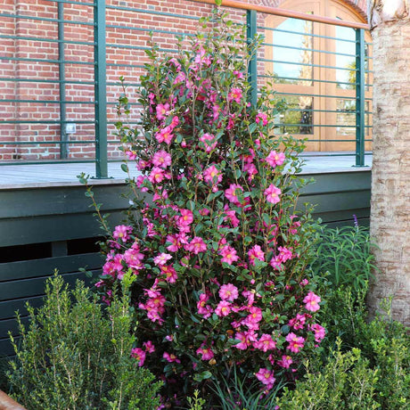 Trandafir Japonez Roz Camellia Sasanqua - VERDENA-40-50 cm inaltime livrat in ghiveci de 2 L