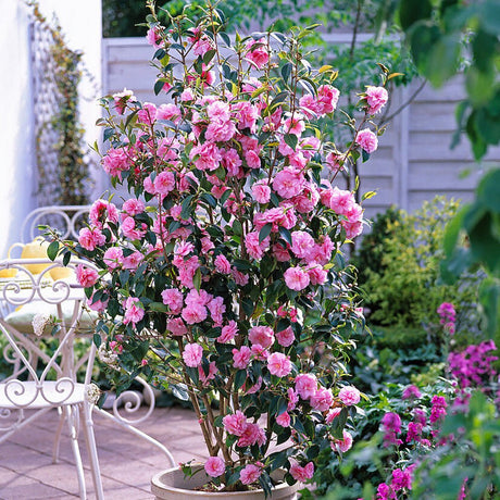 Trandafir japonez roz Camellia Spring Festival - VERDENA-50-60 cm inaltime livrat in ghiveci de 5 L