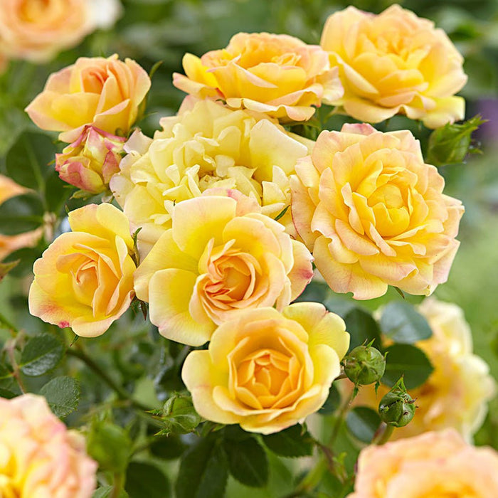 Trandafir tarator Galben Yellow Fairy, inflorire repetata