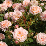 Trandafir Pitic Floribunda crem-piersica Peach Clementine, inflorire repetata - VERDENA-livrat in ghiveci plant-o-fix de 2 l