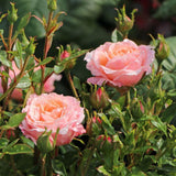 Trandafir Pitic Floribunda crem-piersica Peach Clementine, inflorire repetata - VERDENA-livrat in ghiveci plant-o-fix de 2 l