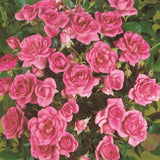 Trandafir Pitic Floribunda Sugar Baby - VERDENA-livrat in ghiveci plant-o-fix de 2L