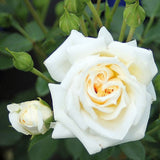 Trandafir Pitic Honeymilk - VERDENA-livrat in ghiveci plant-o-fix de 2L