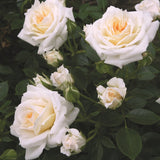 Trandafir Pitic Honeymilk - VERDENA-livrat in ghiveci plant-o-fix de 2L