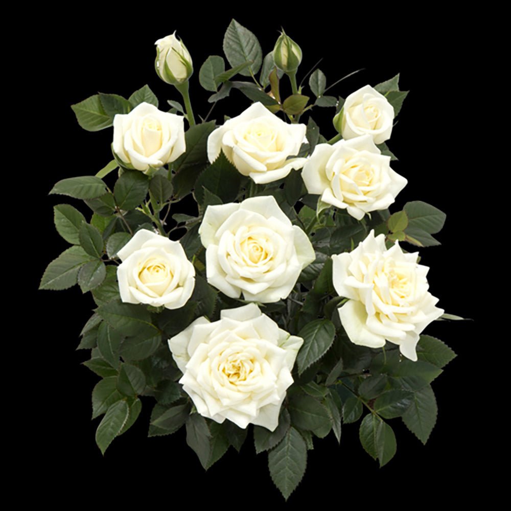 Trandafir pitic Kordana Alaska - VERDENA-25-30 cm inaltime livrat in ghiveci cu Ø 10.5 cm