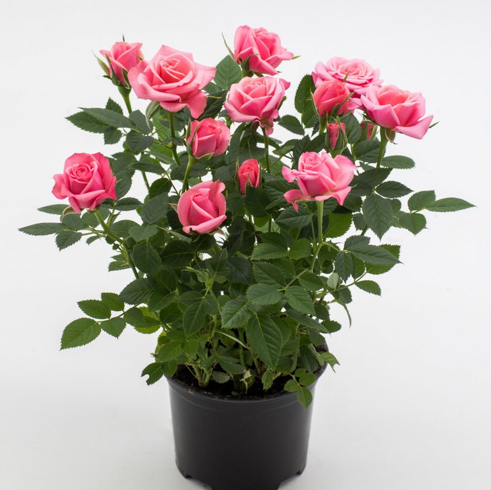 Trandafir pitic Kordana Flirt - VERDENA-25-30 cm inaltime livrat in ghiveci cu Ø 10.5 cm