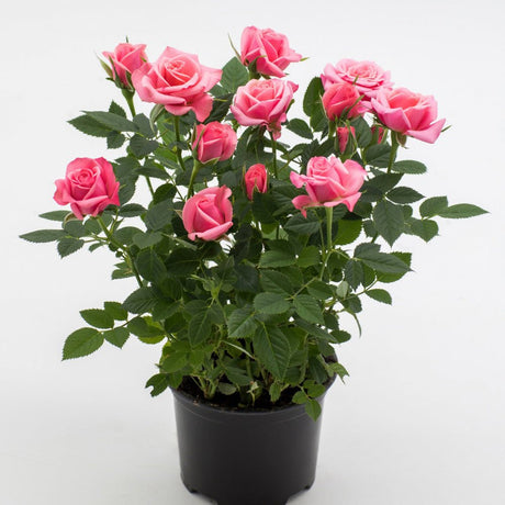 Trandafir pitic Kordana Flirt - VERDENA-25-30 cm inaltime livrat in ghiveci cu Ø 10.5 cm