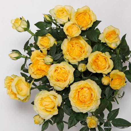 Trandafir pitic Kordana Golden Aloha - VERDENA-27 cm inaltime livrat in ghiveci de 1.5 L