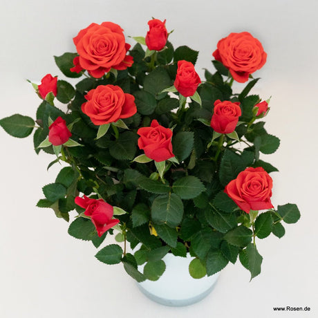 Trandafir pitic Kordana Grand - VERDENA-25-30 cm inaltime livrat in ghiveci cu Ø 10.5 cm