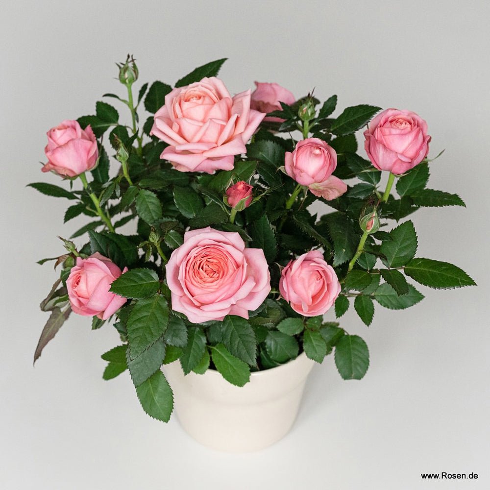 Trandafir pitic Kordana Grande Adele - VERDENA-25-30 cm inaltime livrat in ghiveci cu Ø 10.5 cm