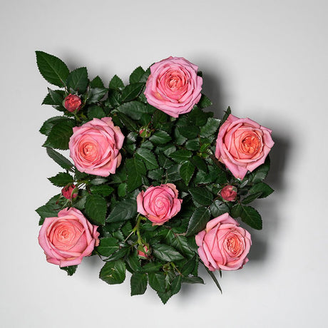 Trandafir pitic Kordana Grande Adele - VERDENA-25-30 cm inaltime livrat in ghiveci cu Ø 10.5 cm