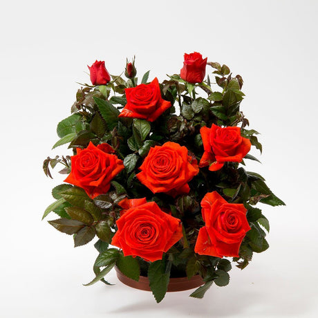Trandafir pitic Kordana Grande Mercedes - VERDENA-25-30 cm inaltime livrat in ghiveci cu Ø 10.5 cm