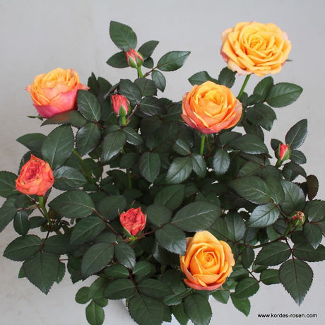 Trandafir pitic Kordana Turbo Dark - VERDENA-25-30 cm inaltime livrat in ghiveci cu Ø 10.5 cm