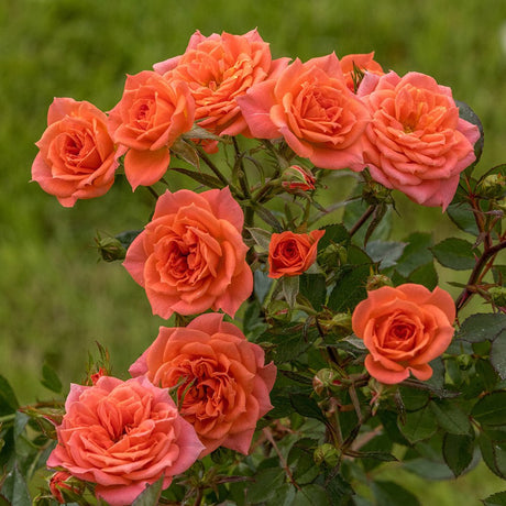 Trandafir Pitic portocaliu-inchis Ninetta, inflorire repetata - VERDENA-livrat in ghiveci plant-o-fix de 2 l