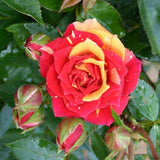 Trandafir pitic rosu deschis Chili Clementine, parfum intens - VERDENA-livrat in ghiveci plant-o-fix de 2 l