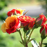 Trandafir pitic rosu deschis Chili Clementine, parfum intens - VERDENA-livrat in ghiveci plant-o-fix de 2 l