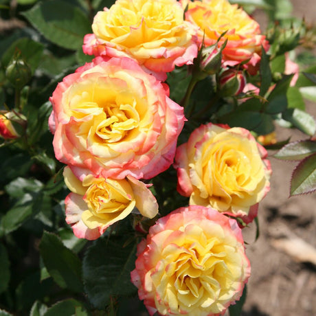 Trandafir Pitic Tropical Clementine - VERDENA-livrat in ghiveci plant-o-fix de 2L