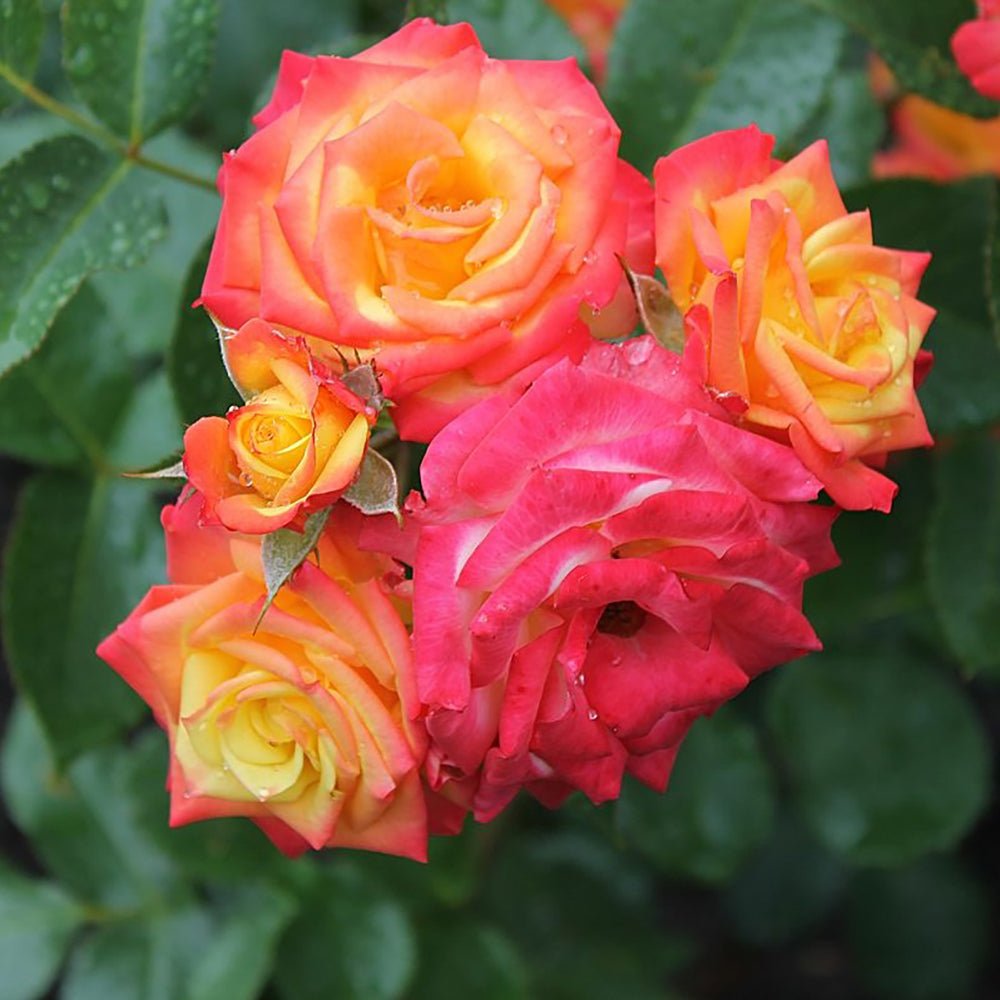 Trandafir Pitic Tropical Clementine - VERDENA-livrat in ghiveci plant-o-fix de 2L