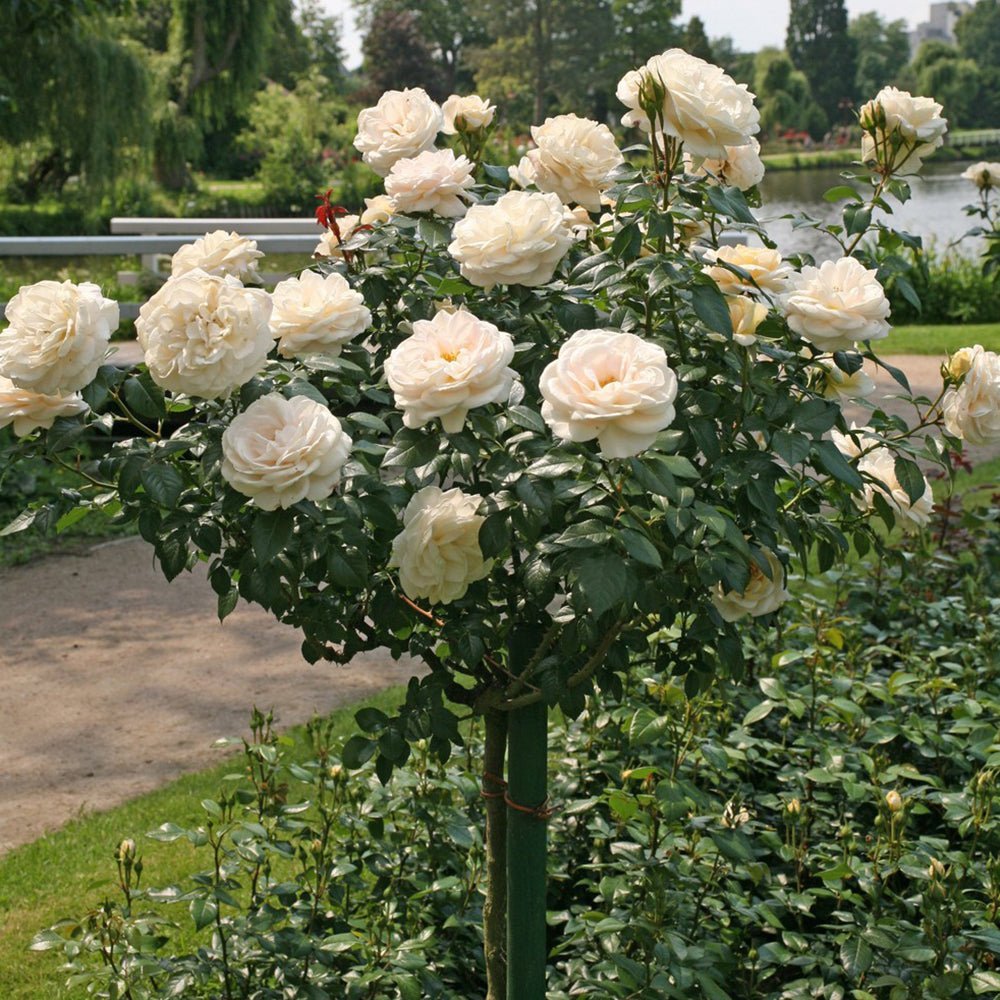 Trandafir Pomisor alb-crem Lions-Rose, inflorire repetata - VERDENA-Tulpina de 60 cm inaltime, livrat in ghiveci de 5 l