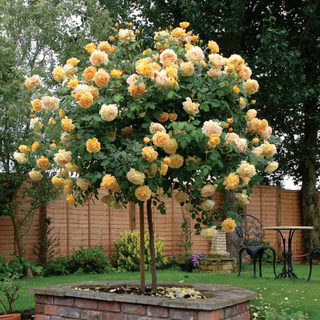 Trandafir Pomisor ambra-cais Hansestadt Rostock, inflorire repetata - VERDENA-Tulpina de 60 cm inaltime, livratt in ghiveci de 5 l