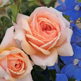 Trandafir Pomisor crem Garden of Roses, inflorire repetata - VERDENA-Tulpina de 60 cm inaltime, livrat in ghiveci de 5 l