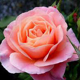 Trandafir Pomisor Floribunda roz-portocaliu Marie Curie, inflorire repetata - VERDENA-Tulpina de 60 cm inaltime, livrat in ghiveci de 5 l