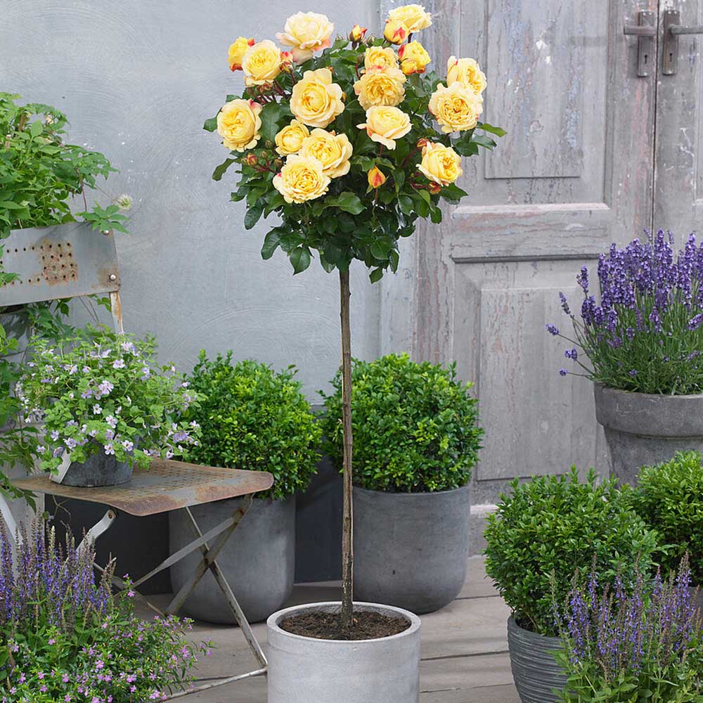 Trandafir pomisor Lampion - VERDENA-Tulpina de 60 cm inaltime livrat in ghiveci de 5 L