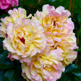 Trandafir pomisor Lampion - VERDENA-Tulpina de 60 cm inaltime livrat in ghiveci de 5 L