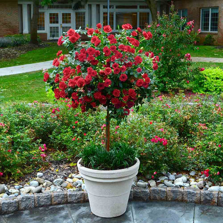 Trandafir pomisor Red Romanza - VERDENA-Tulpina de 60 cm inaltime livrat in ghiveci de 5 L