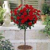 Trandafir pomisor Red Romanza - VERDENA-Tulpina de 60 cm inaltime livrat in ghiveci de 5 L