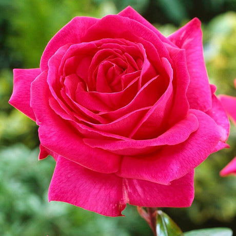 Trandafir Pomisor roz- cyclamen Criterion, inflorire repetata - VERDENA-Tulpina de 90 cm inaltime, livrat in ghiveci de 5 l