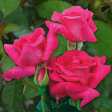 Trandafir Pomisor roz- cyclamen Criterion, inflorire repetata - VERDENA-Tulpina de 90 cm inaltime, livrat in ghiveci de 5 l