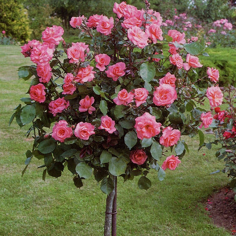 Trandafir Pomisor roz-portocaliu-galben Augusta Louise, inflorire repetata - VERDENA-Tulpina de 60 cm inaltime, livrat in ghiveci de 5 l