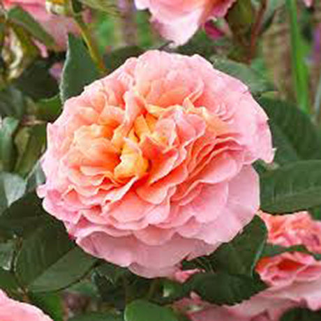 Trandafir Pomisor roz-portocaliu-galben Augusta Louise, inflorire repetata - VERDENA-Tulpina de 60 cm inaltime, livrat in ghiveci de 5 l