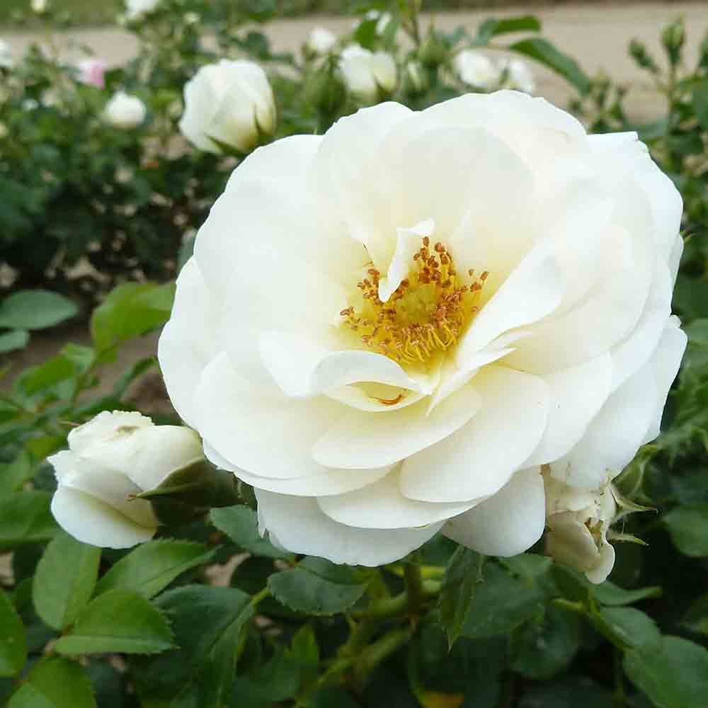Trandafir pomisor Sirius - VERDENA-Tulpina de 60 cm inaltime livrat in ghiveci de 5 L