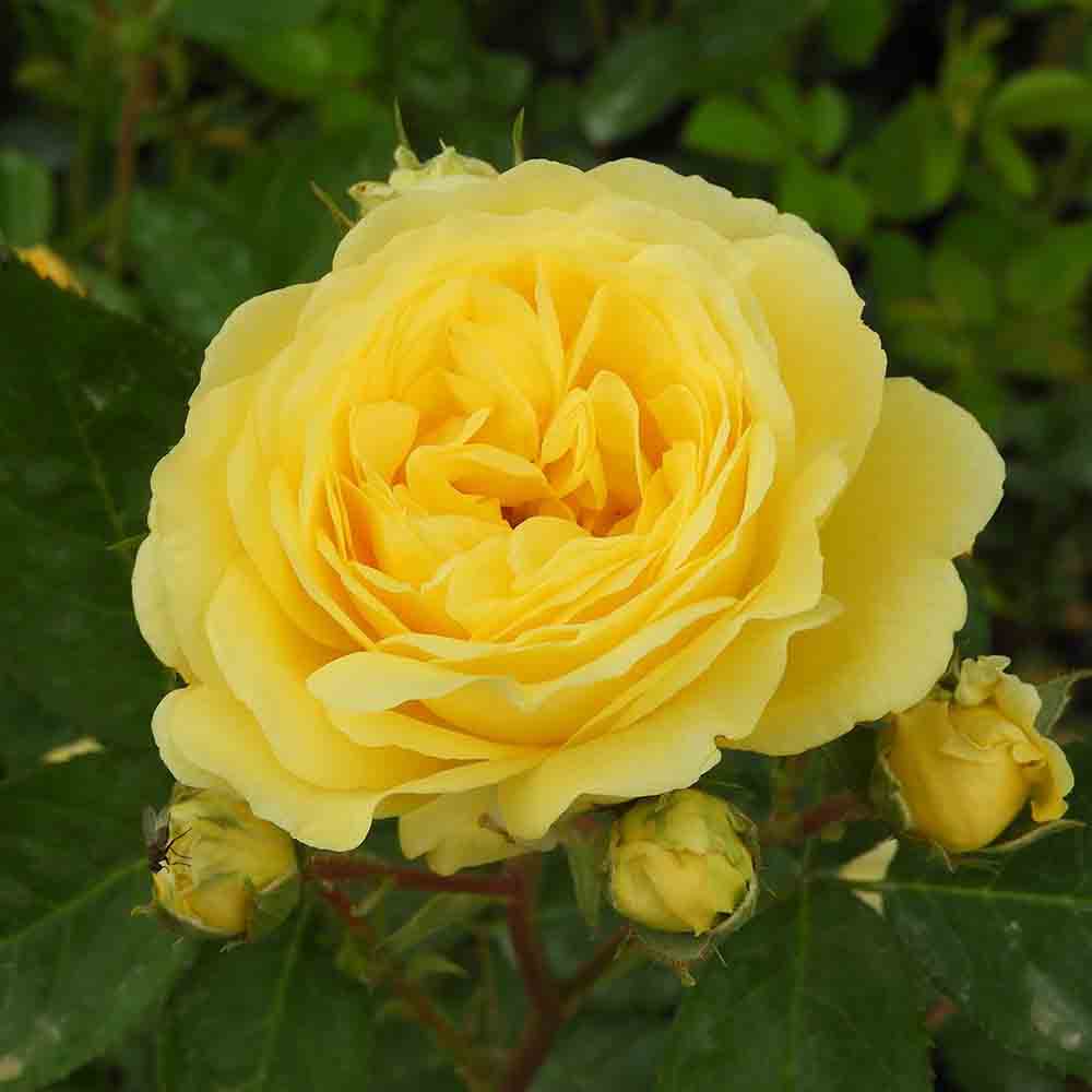 Trandafir pomisor Yellow Meilove - VERDENA-Tulpina de 60 cm inaltime livrat in ghiveci de 5 L