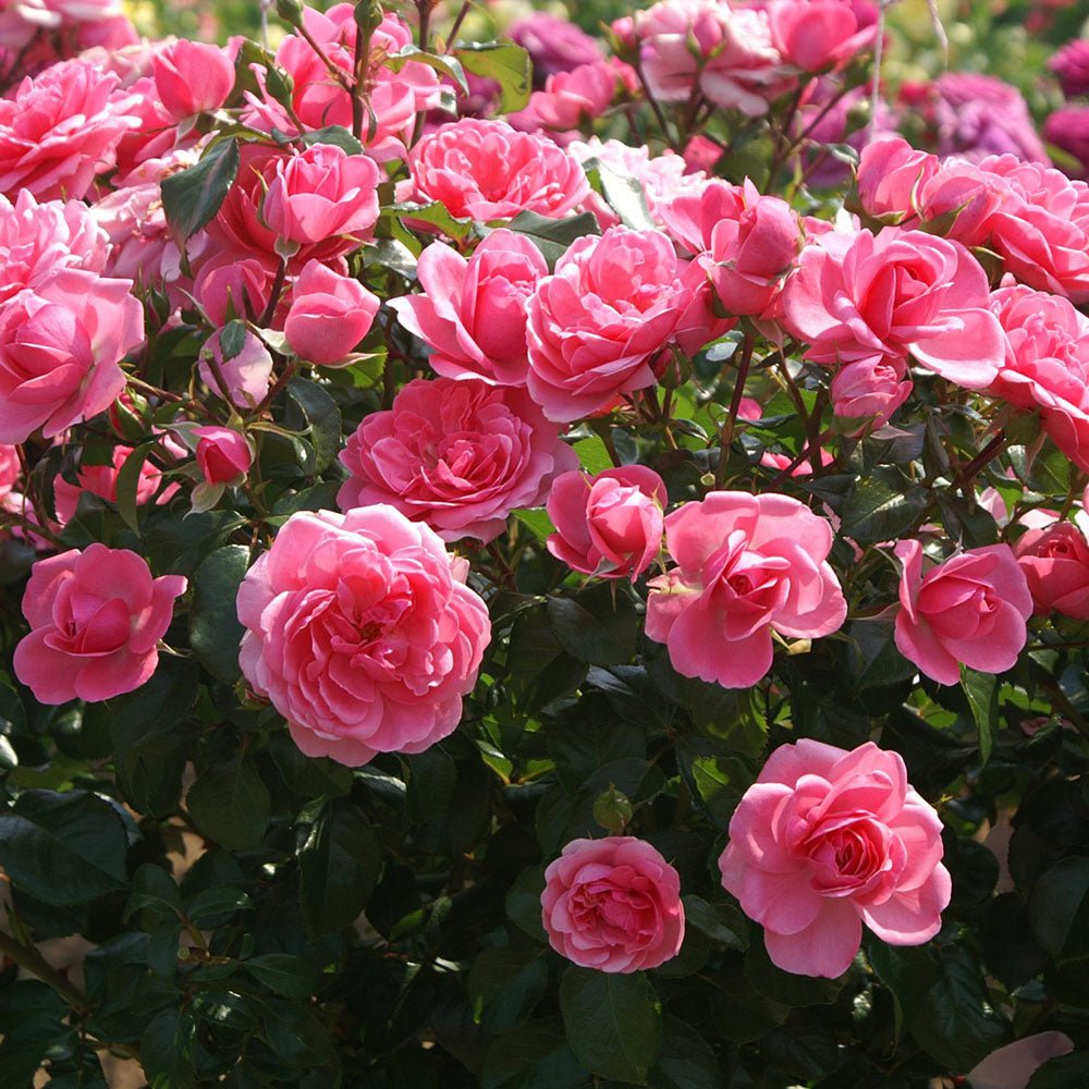 Trandafir roz-intens Berleburg Castle, inflorire repetata - VERDENA-50-70 cm inaltime, livrat in ghiveci de 3 l