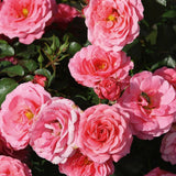 Trandafir roz-intens Berleburg Castle, inflorire repetata - VERDENA-50-70 cm inaltime, livrat in ghiveci de 3 l