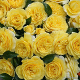 Trandafir Solero - VERDENA-cu radacina libera