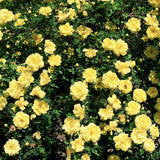 Trandafir tarator Galben Yellow Fairy, inflorire repetata - VERDENA-20-30 cm inaltime, livrat in ghiveci de 2 l
