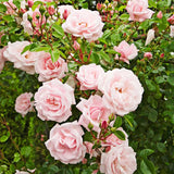 Trandafir tarator roz The Fairy, inflorire repetata - VERDENA-15-20 cm inaltime, livrat in ghiveci de 2 l