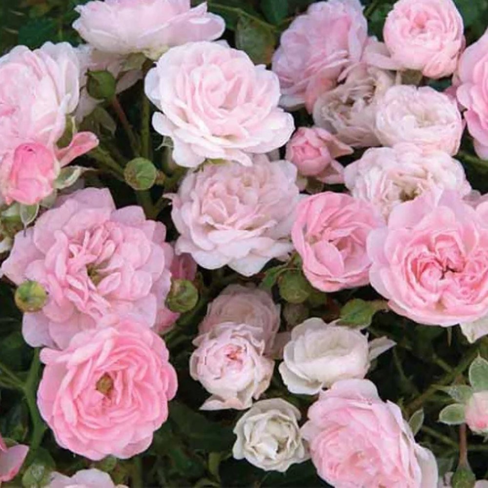 Trandafir tarator roz The Fairy, inflorire repetata - VERDENA-15-20 cm inaltime, livrat in ghiveci de 2 l