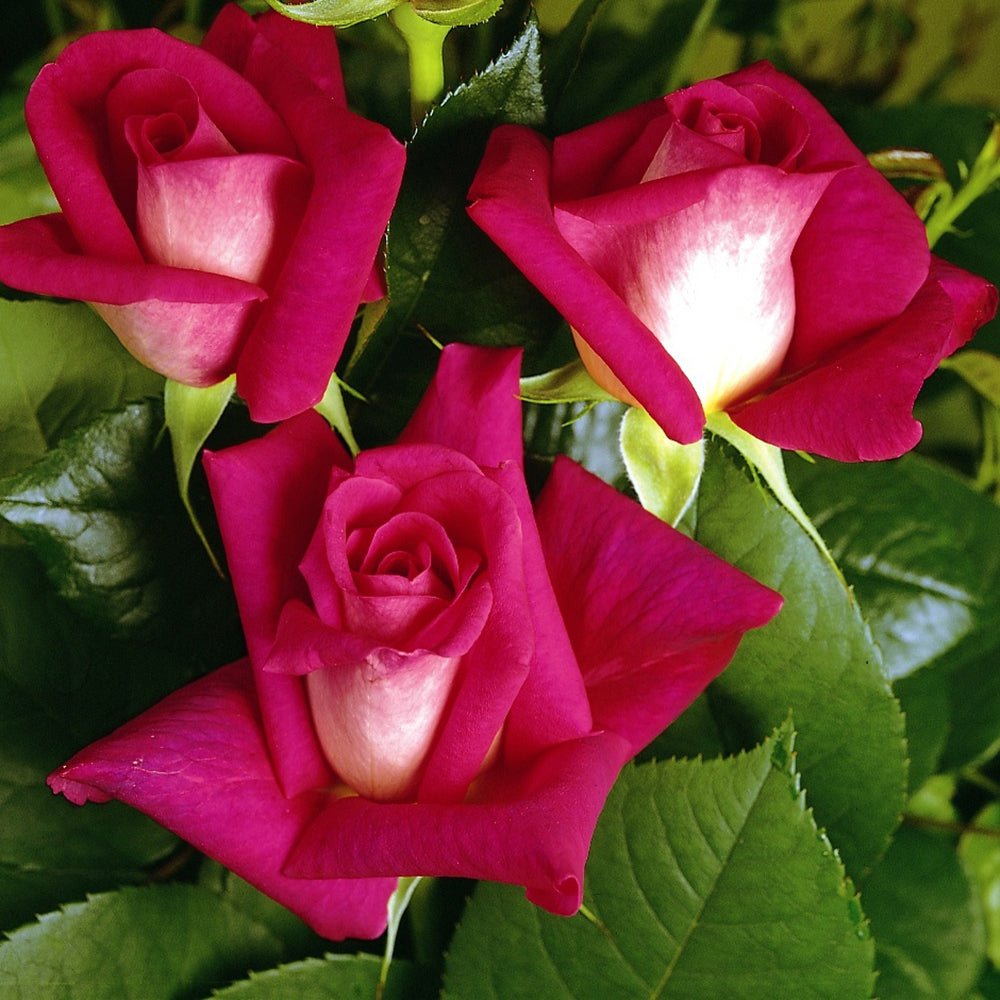 Trandafir Teahibrid Acapella - VERDENA-livrat in ghiveci plant-o-fix de 2L