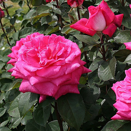 Trandafir Teahibrid Acapella - VERDENA-livrat in ghiveci plant-o-fix de 2L