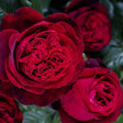 Trandafir Teahibrid Admiral - VERDENA-livrat in ghiveci plant-o-fix de 2L