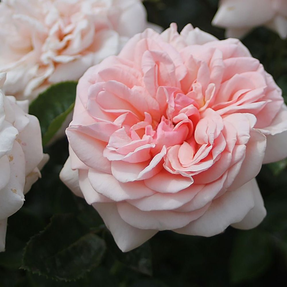 Trandafir Teahibrid Aphrodite - VERDENA-livrat in ghiveci plant-o-fix de 2L