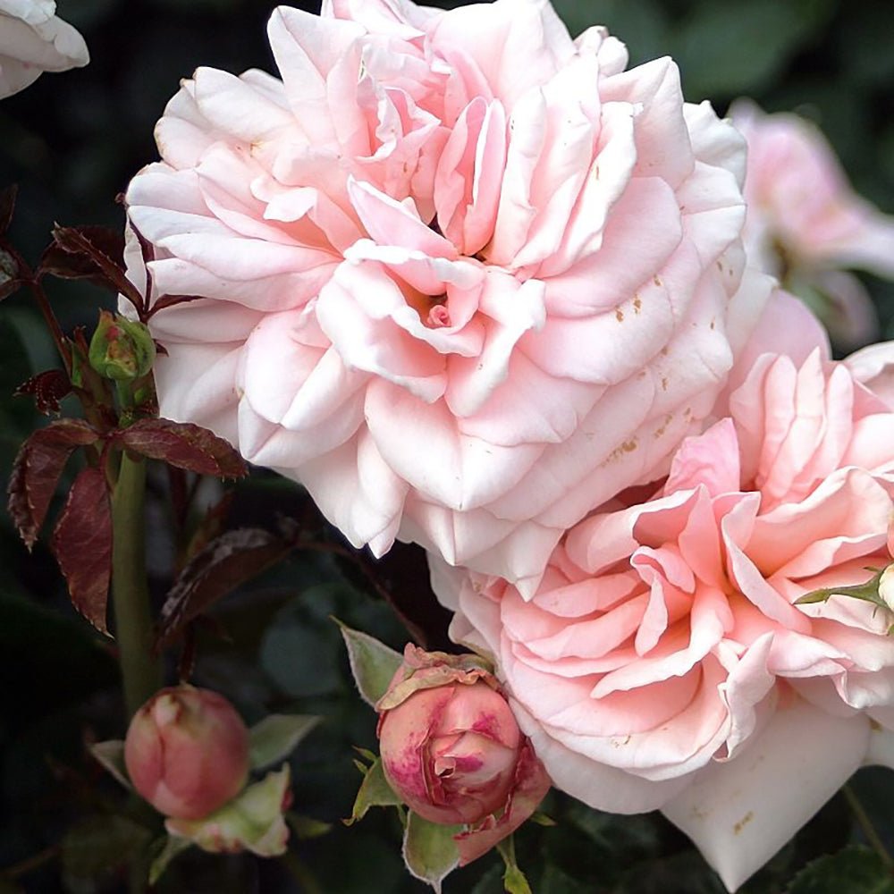 Trandafir Teahibrid Aphrodite - VERDENA-livrat in ghiveci plant-o-fix de 2L