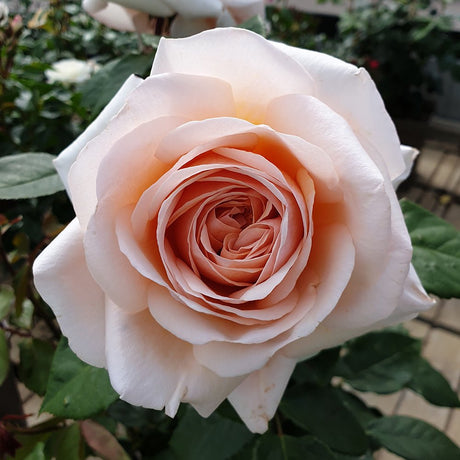 Trandafir Teahibrid aprikot-pastel Courage, inflorire repetata - VERDENA-livrat in ghiveci plant-o-fix de 2 l