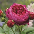 Trandafir Teahibrid Ascot - VERDENA-livrat in ghiveci plant-o-fix de 2L